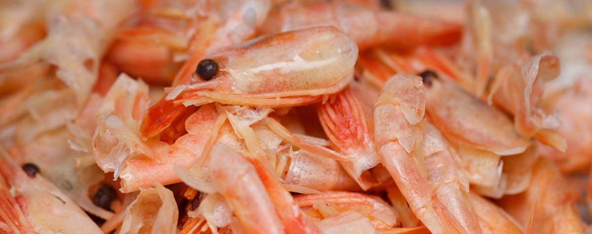 Prawn stars: friend or foe?